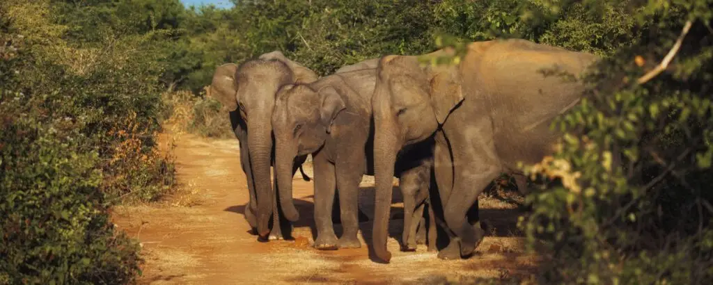 Udawalawe